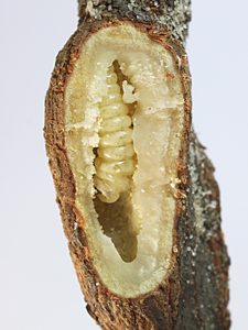 Ethonion cf. reichei Mallee, PL1532, larva, in Dillwynia sparsifolia (PJL 2690) stem gall, dissected, EP